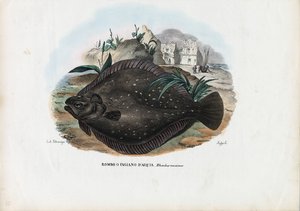 Plie européenne, 1863-79 - Raimundo Petraroja